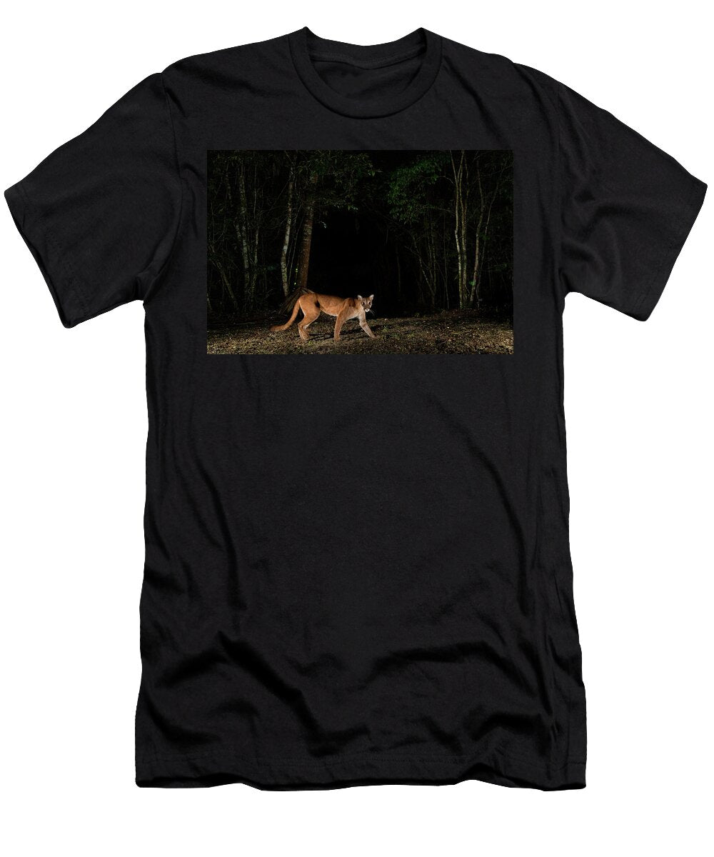 Puma Juvenile in Forest Clearing At Night Chan Chich Lucas Bustamante Natureplcom T-Shirt