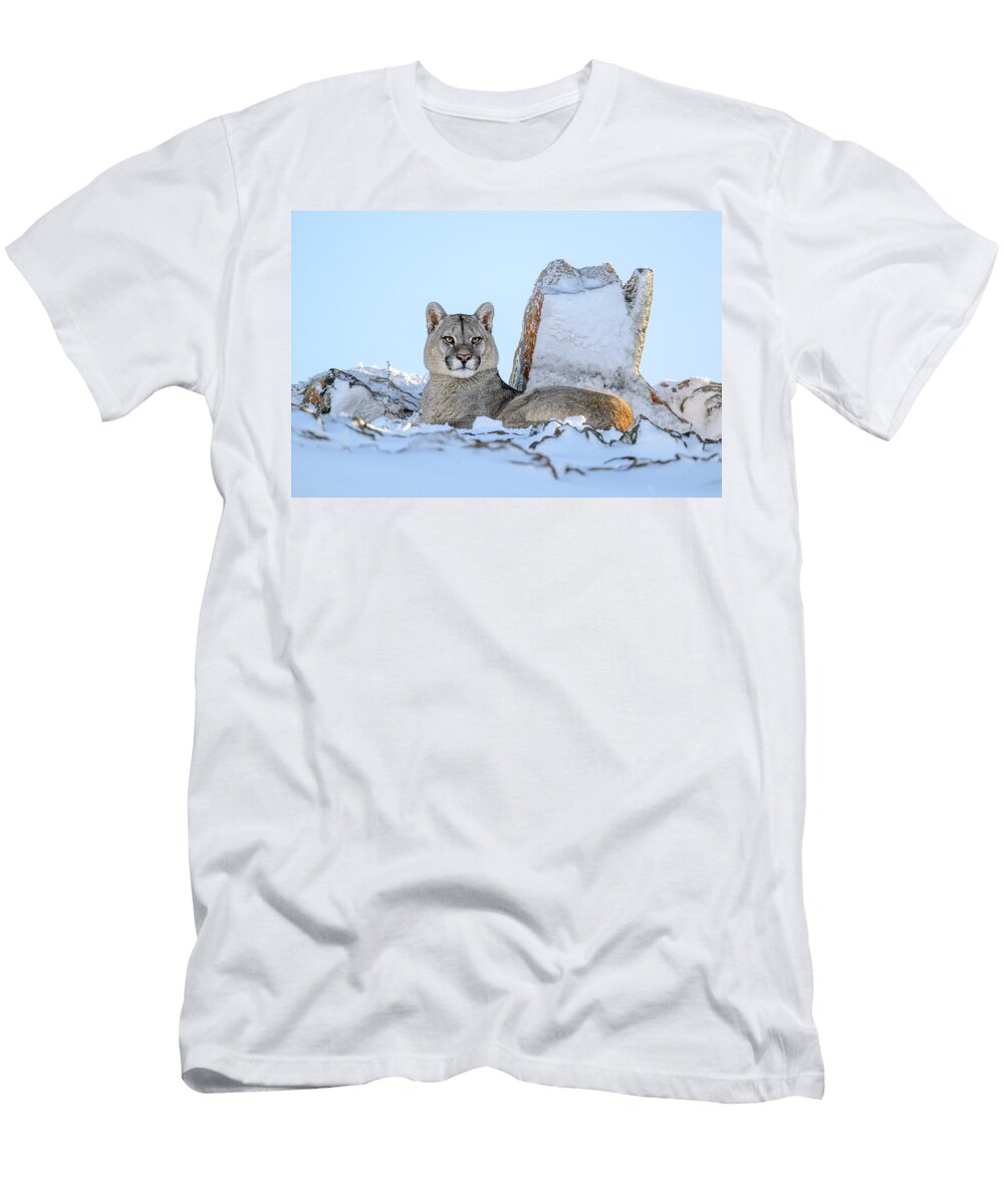 Puma Juvenile Male Resting in Deep Snow Torres Del Paine Nick Garbutt Natureplcom T-Shirt