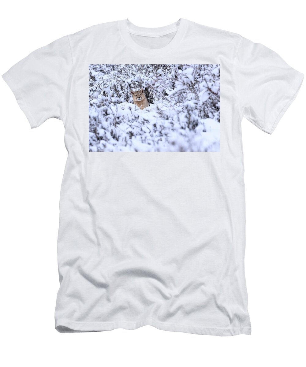 Puma Male Peering Out From Snow Covered Bushes Torres Del Nick Garbutt Natureplcom T-Shirt