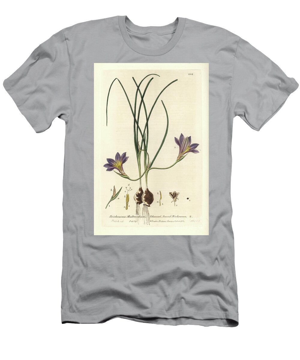 Romulee Bulbocode Channel Leaved Trichonema Romulea Trichonema Bulbocodium European School T-Shirt