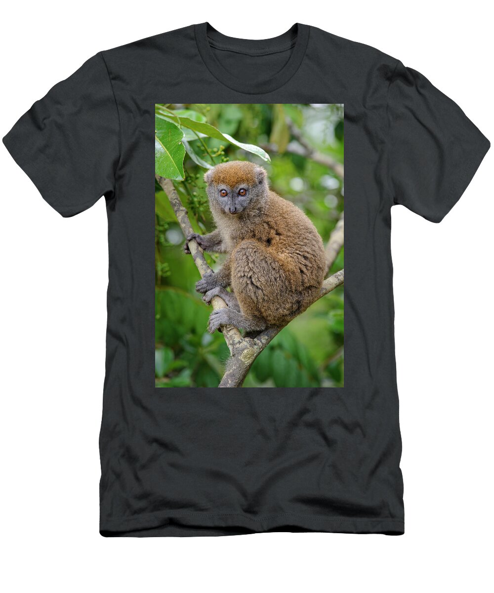 Southern Grey Bamboo Lemur Sitting in Tree Mandena Forest Nick Garbutt Natureplcom T-Shirt