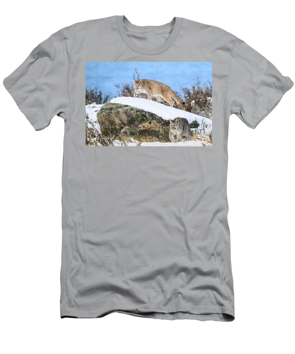 Two Puma Cubs Aged Nine Months in Snow Torres Del Paine Nick Garbutt Natureplcom T-Shirt