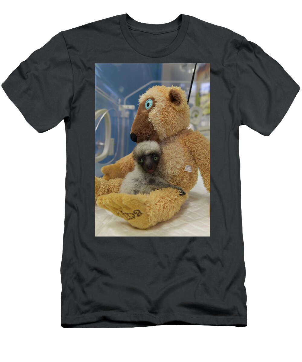 Verreauxs Sifaka Lemur Baby Called Tahina Aged Two Michael Hutchinson Natureplcom T-Shirt