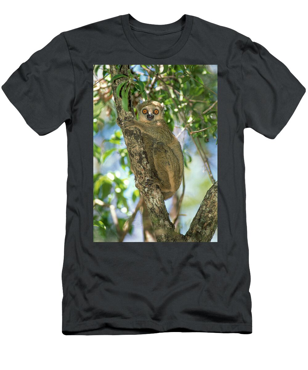 Western Woolly Lemur Resting on Branch Ankarafantsika Nick Garbutt Natureplcom T-Shirt