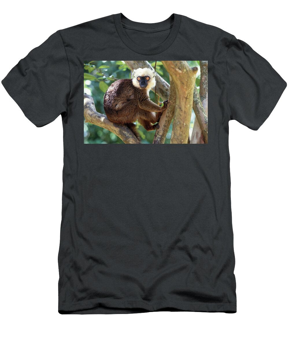 White Fronted Brown Lemur Male Sitting in Tree Marojejy Nick Garbutt Natureplcom T-Shirt