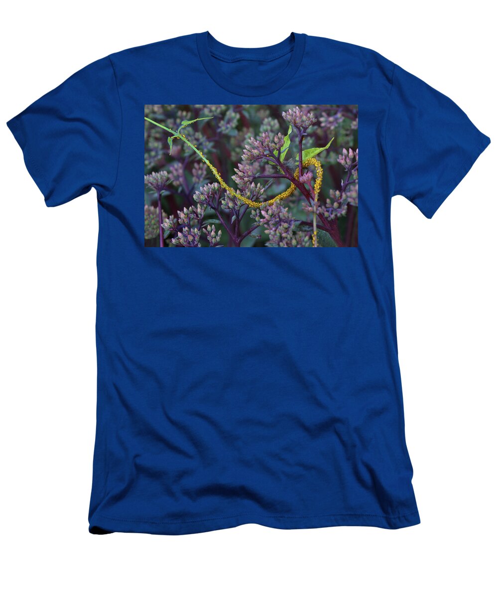 Yellow Aphids Honeyvine Milkweed Sedum Nikolyn Mcdonald T-Shirt