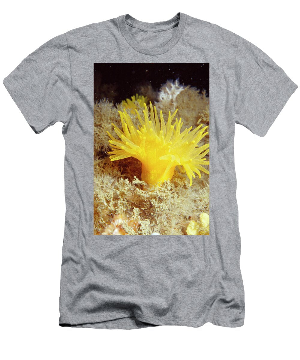 Yellow Cave Coral Off Sark Channel Isles UK Sue Daly Natureplcom T-Shirt