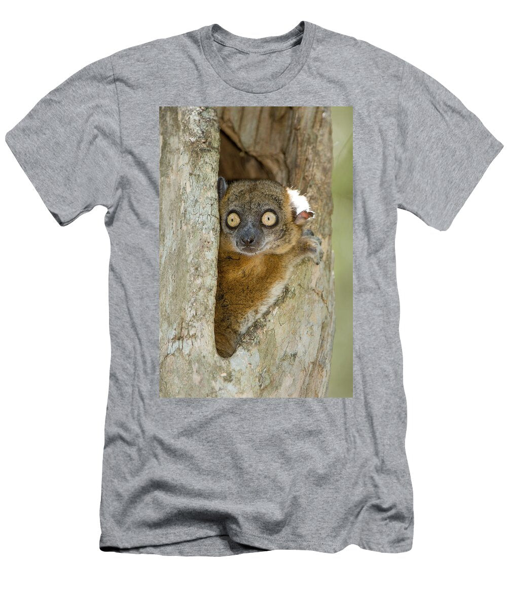 Zombitse Sportive Lemur Zombitse Forest South West Nick Garbutt Natureplcom T-Shirt